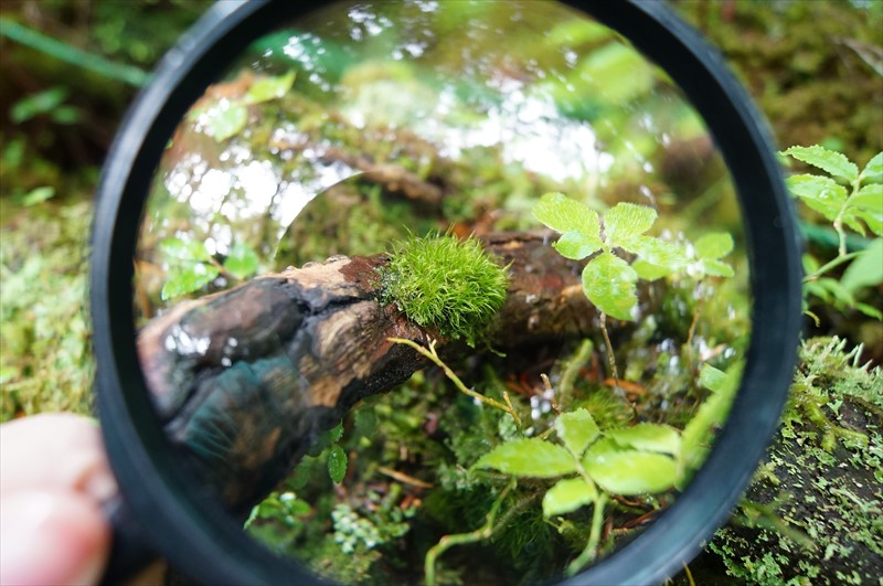 苔の成長はゆっくり