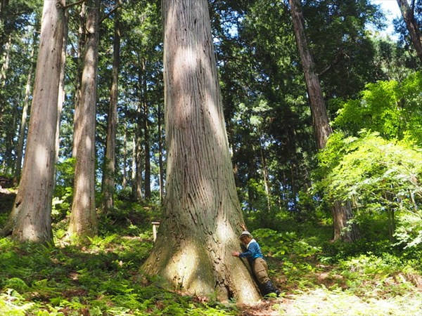樹齢400年以上と言われる杉