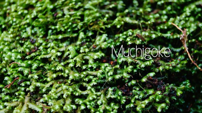 【ムチゴケ】の採取方法と育て方・増やし方 苔ログ苔テラリウムの世界