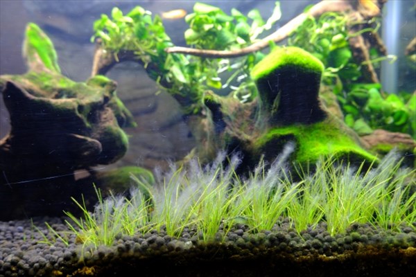 ヒジキゴケ 育て方 見つけ方 楽しみ方 どうやって見分ける 苔ログ 苔テラリウムの世界