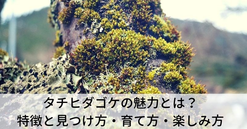 タチヒダゴケ 特徴と見つけ方 育て方 楽しみ方 苔ログ 苔テラリウムの世界